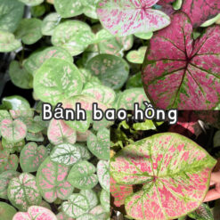 Vỉ giống Caladium Bánh Bao Hồng