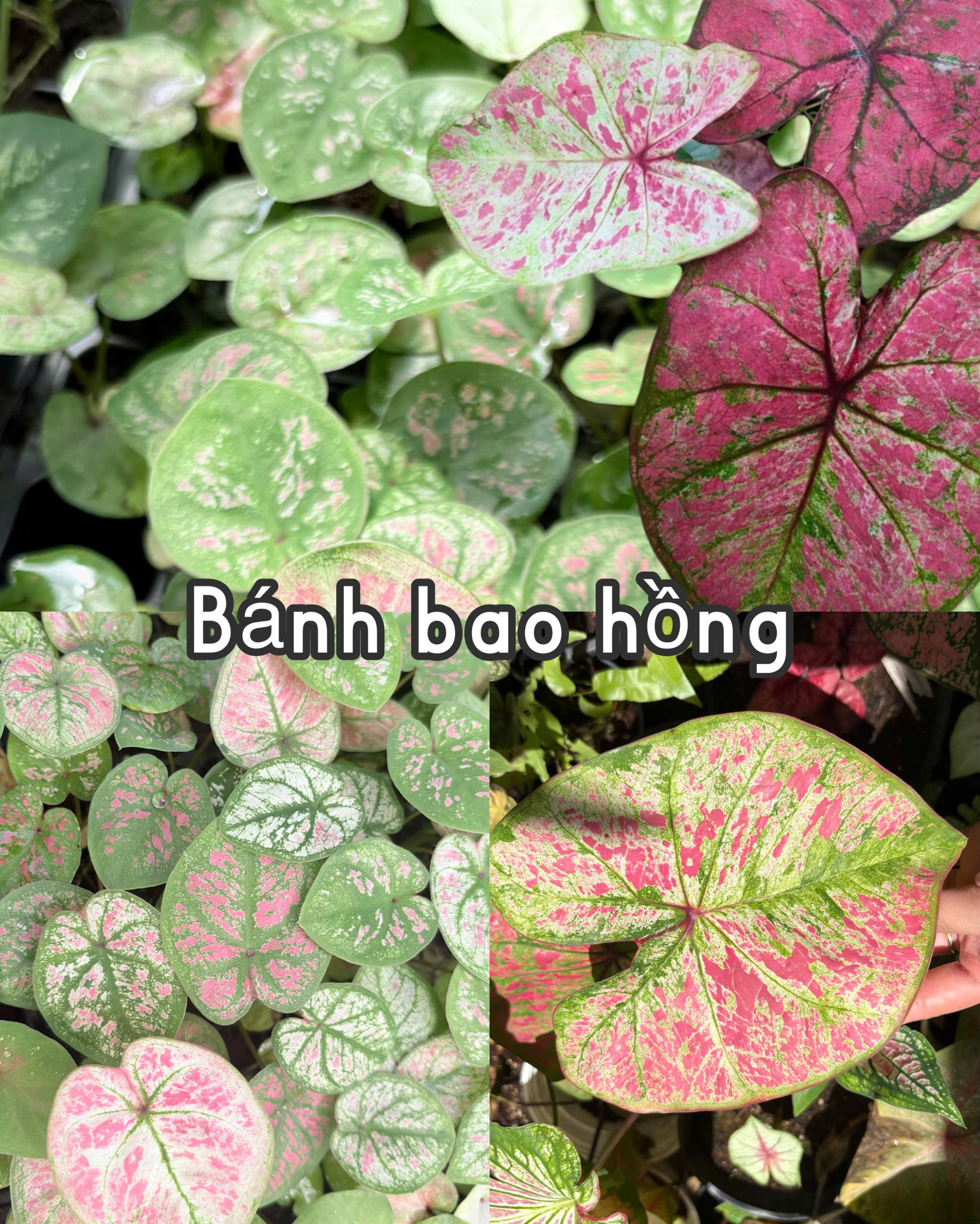 Vỉ giống Caladium Bánh Bao Hồng