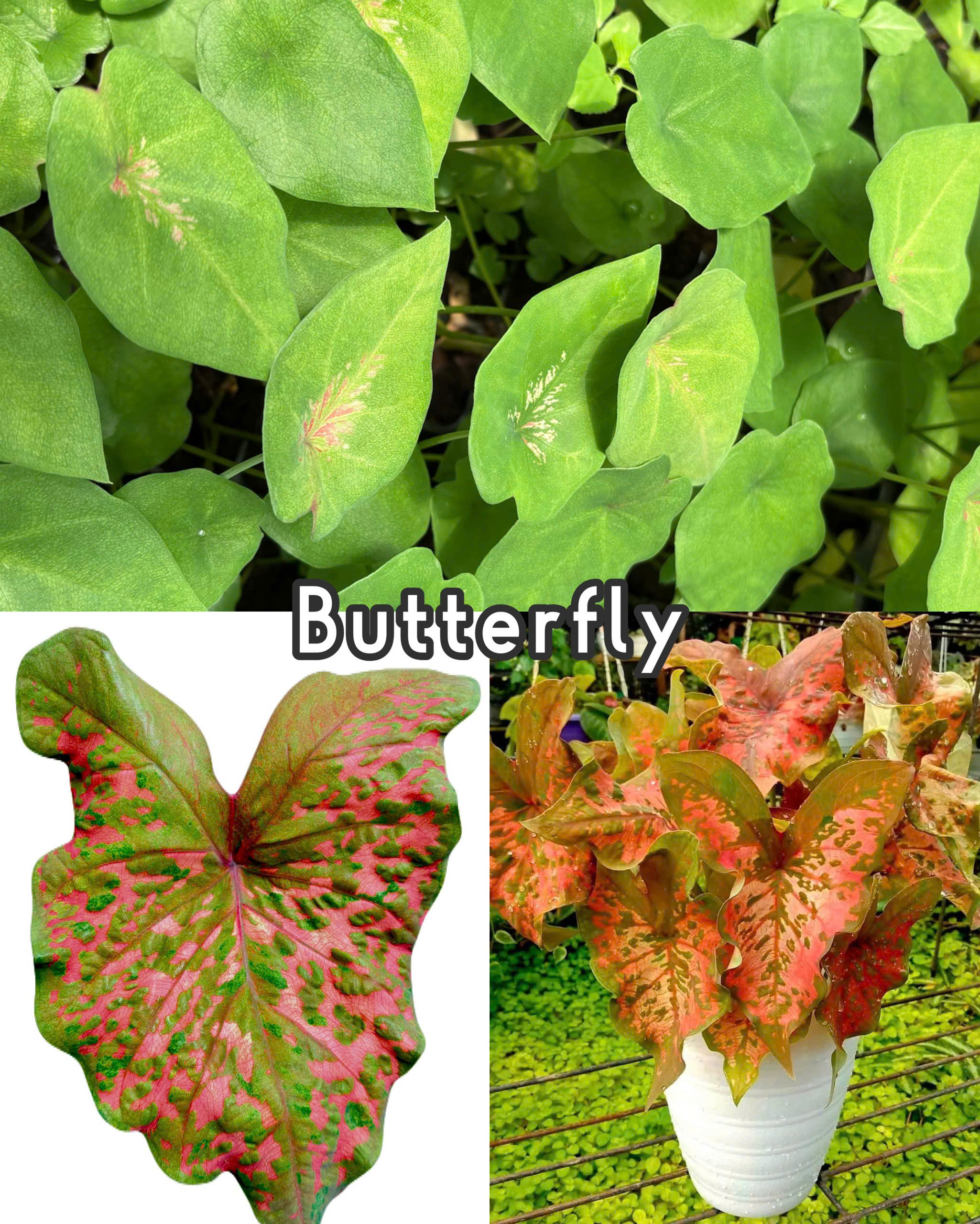 Vỉ giống Caladium Butterfly - Môn Bướm