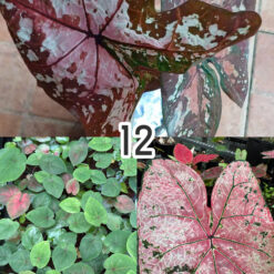 Vỉ giống Caladium Hồng Loang - 2 nền