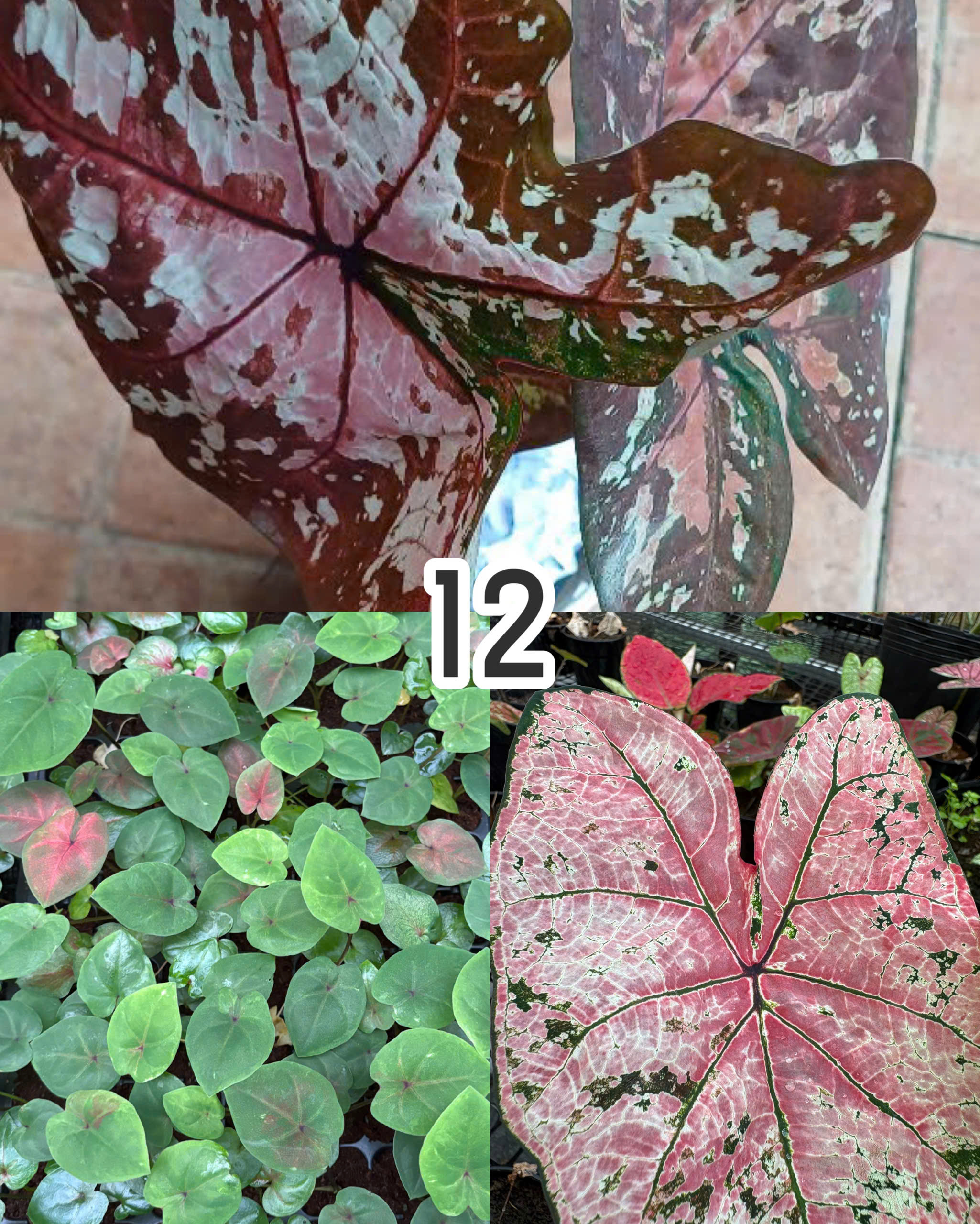 Vỉ giống Caladium Hồng Loang - 2 nền
