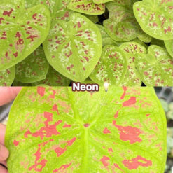 Vỉ giống Caladium Neon