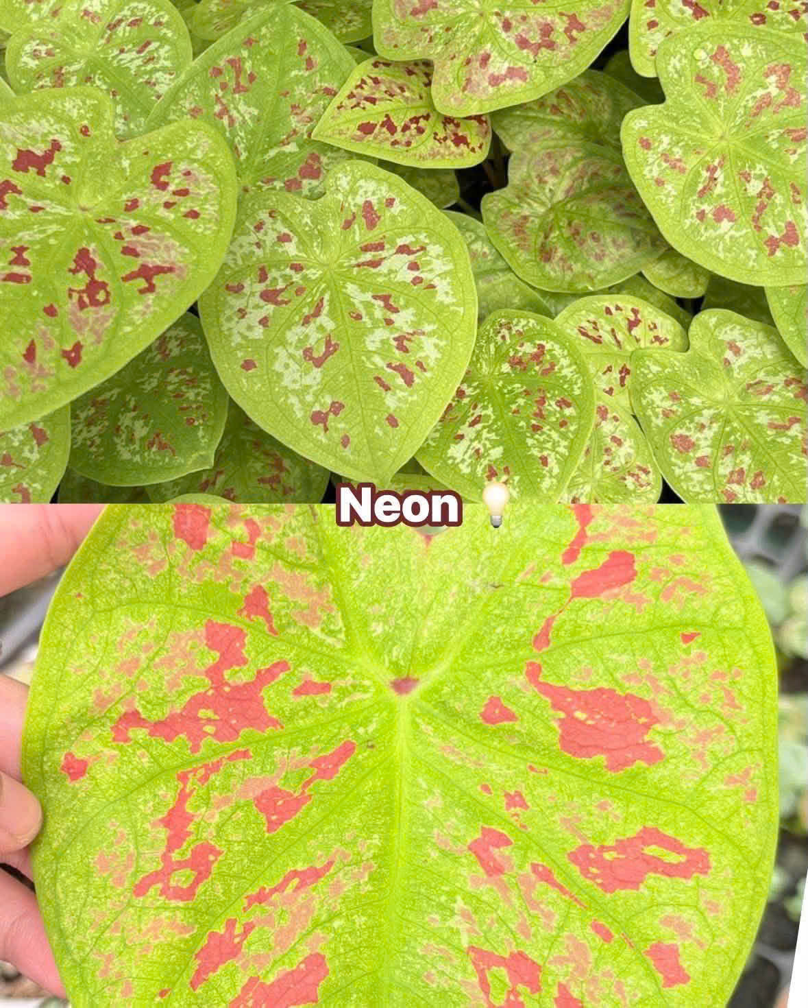 Vỉ giống Caladium Neon