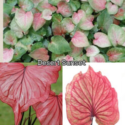 Vỉ giống Caladium Desert  Sunset