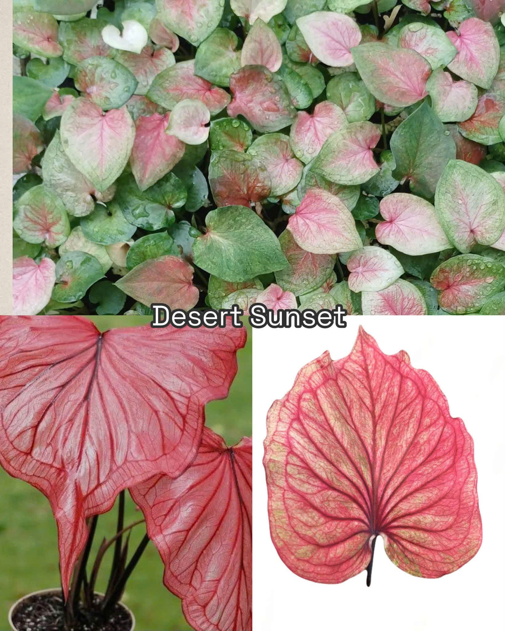 Vỉ giống Caladium Desert  Sunset