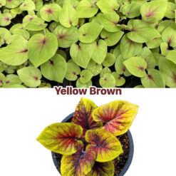 Vỉ giống Caladium Yellow Brown
