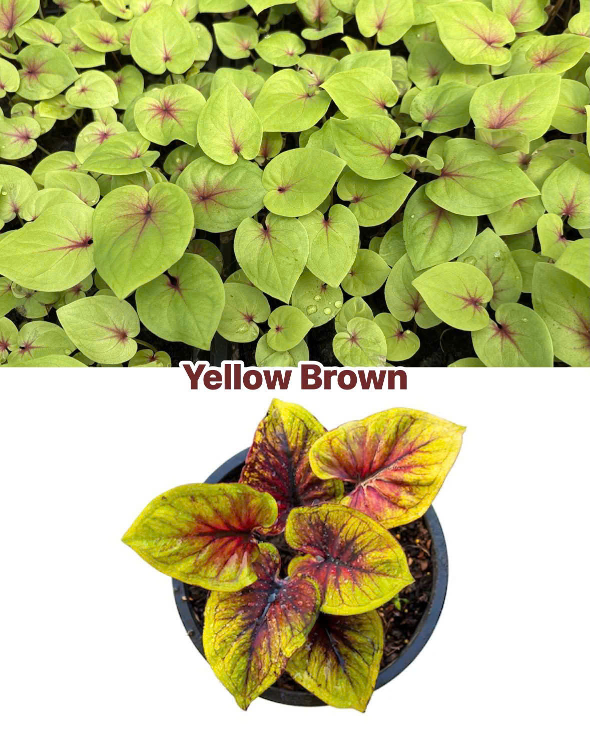 Vỉ giống Caladium Yellow Brown