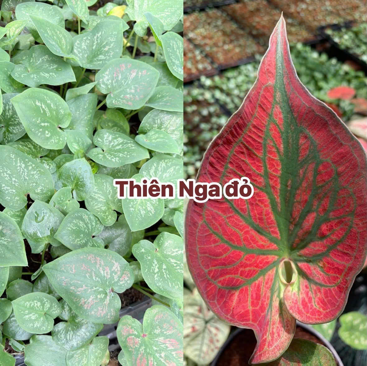 Vỉ giống Caladium Thiên Nga đỏ